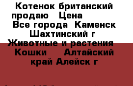 Котенок британский продаю › Цена ­ 3 000 - Все города, Каменск-Шахтинский г. Животные и растения » Кошки   . Алтайский край,Алейск г.